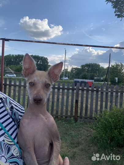 Продам щенка