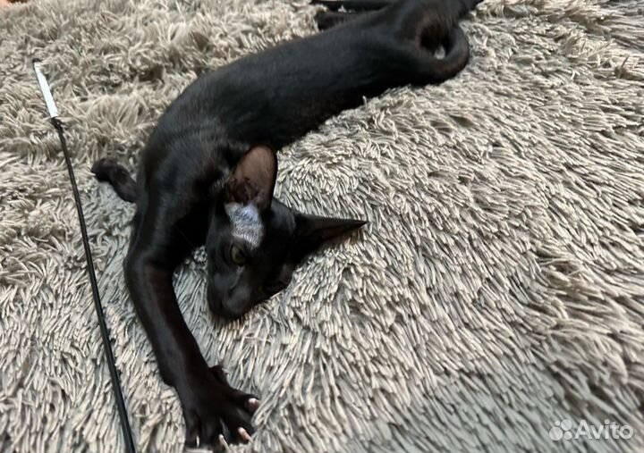 Ориентальные котята