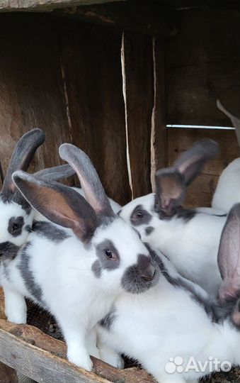 Кролики нпв (строкач)