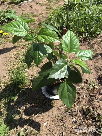 Гибискус, китайская роза