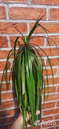 Пальма драцена