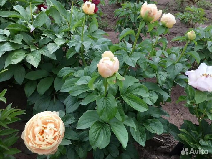 Пионы редкие сорта. Совместная закупка из ес