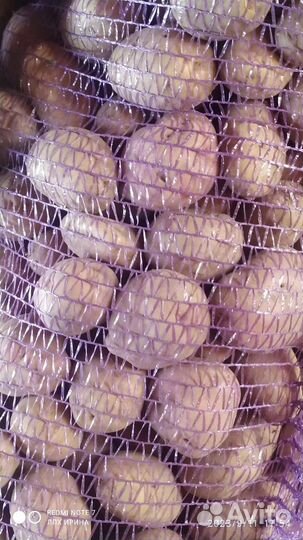 Продам картофель
