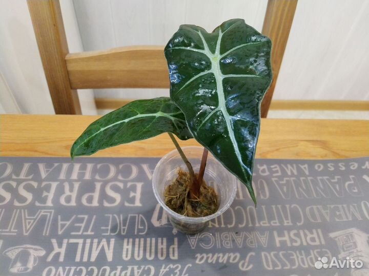 Алоказия Полли