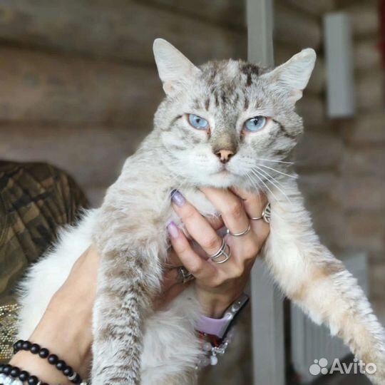 Митюха кастрирован