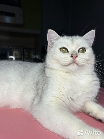 Британская шиншилла