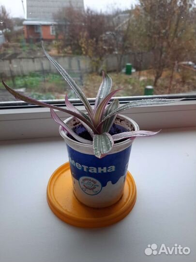 Традесканция Рео покрывальчитая