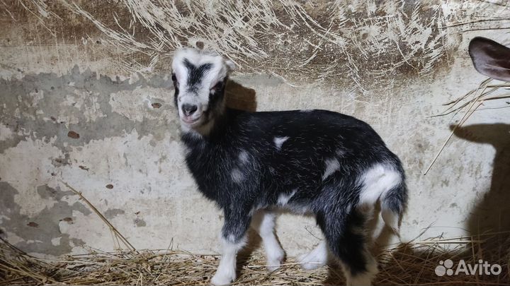 Козочка ламанча