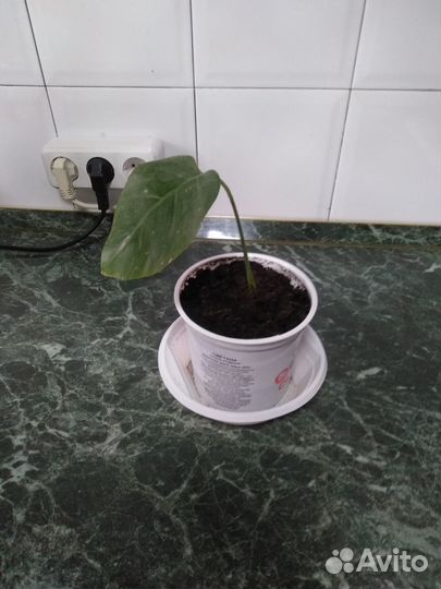 Цветок монстера