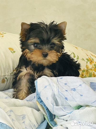 Йоркширский терьер