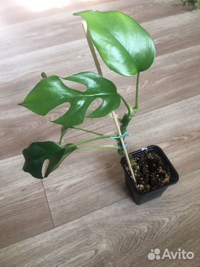 Монстеры разные