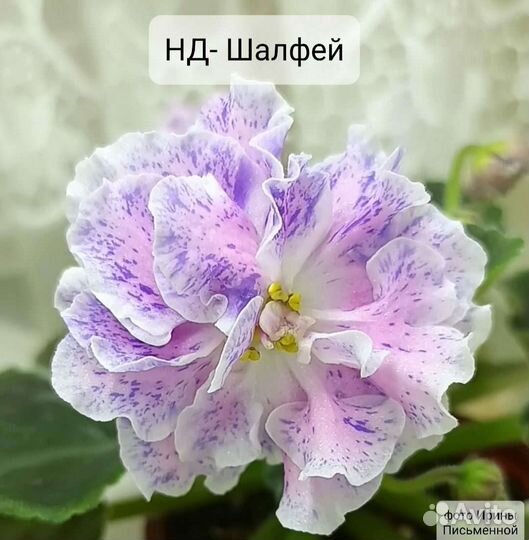 Фиалка. Детки