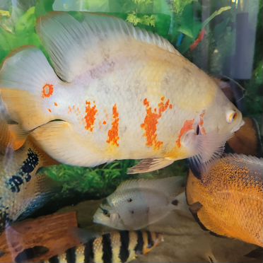 Астронотус