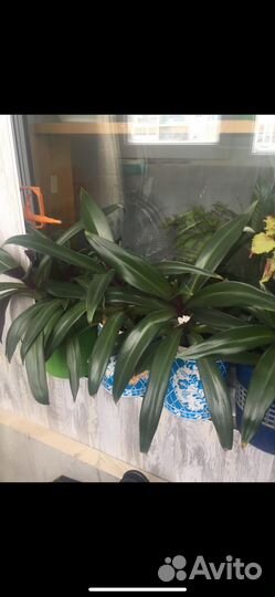 Традесканция рэо