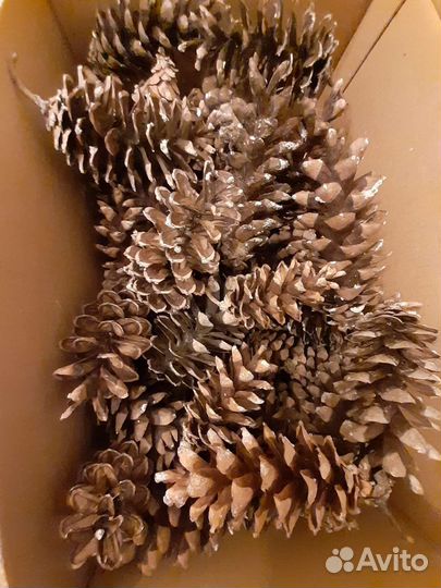 Шишки веймутовой сосны для поделок