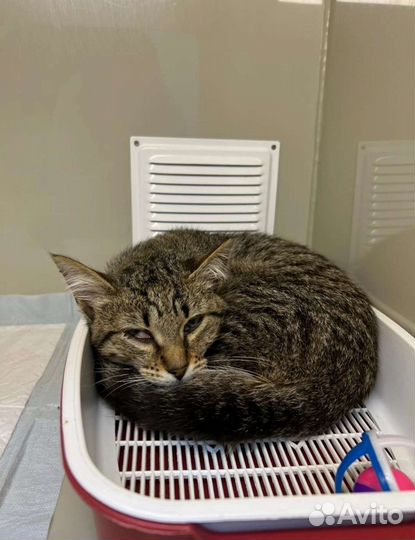 Котик Ушко и его судьба