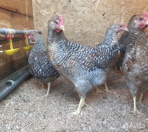 Молодые петухи Билефельдер