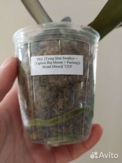 Фаленопсис Попкорн