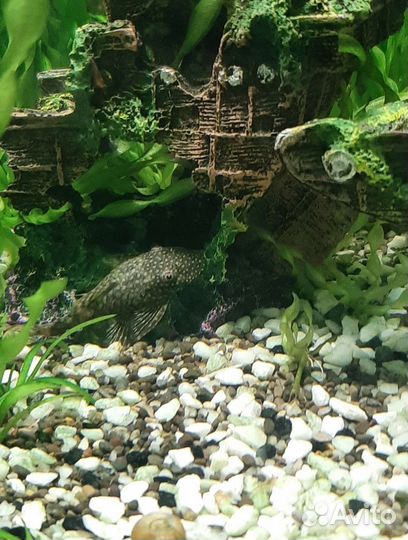 Мальки анциструса