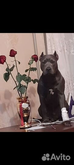 Продажа щенков питбуля