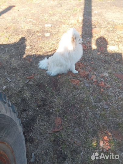 Шпиц девочка