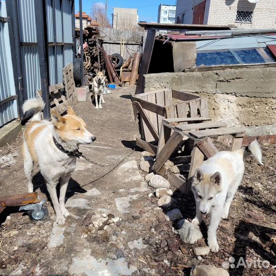 Щенок Западносибирской лайки