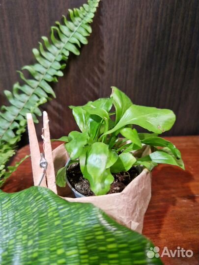 Асплениум Нидус