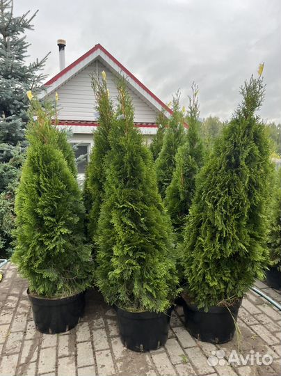 Туя смарагд