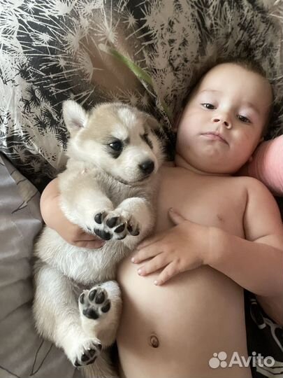 Щенки сибирской хаски помесь