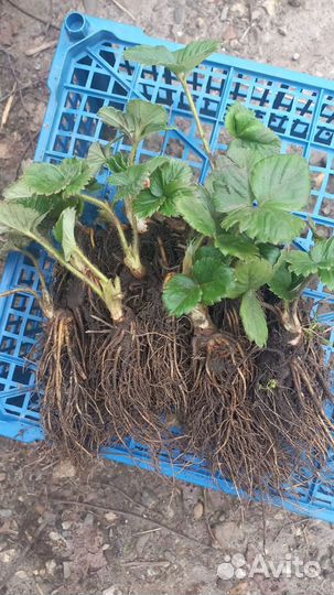 Рассада клубники премиум