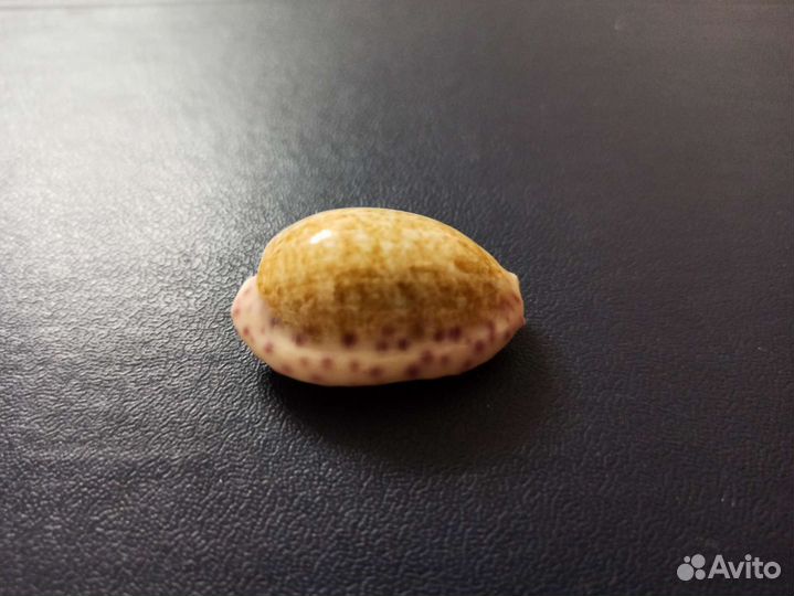 Морская раковина