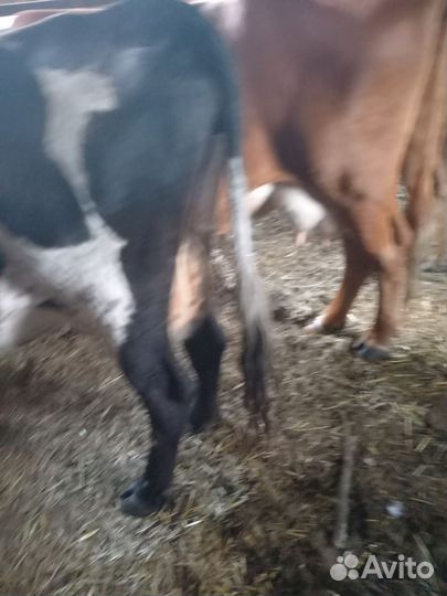 Корова дойная