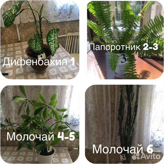 Диффенбахия, папоротник, молочай