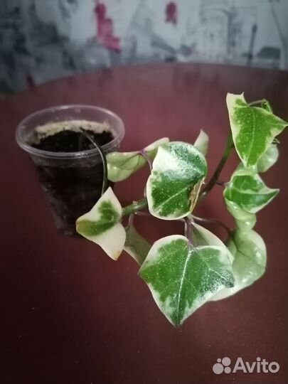 Крестовник крупноязычковый