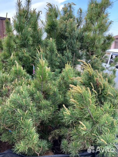 Кедр и кедровый стланик саженцы из питомника