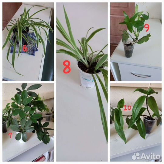Комнатные цветы