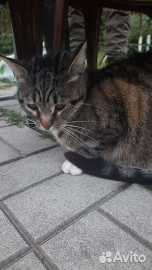 Кошки в добрые руки бесплатно