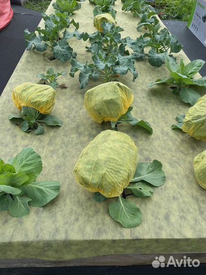 Жёлто-чёрная мульча 80 (1,6м* рулон 100м)