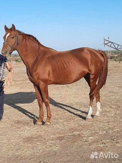 Продам лошадь