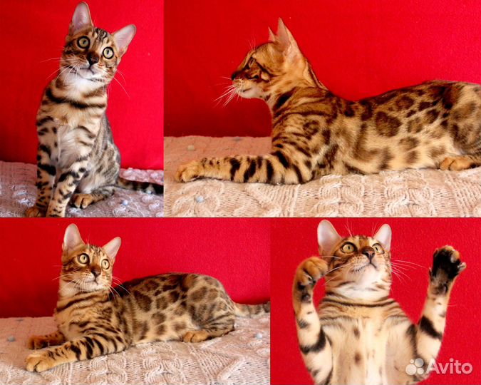 Котик бенгальский розетка на золоте