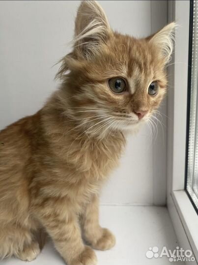 Чудо ждёт семью