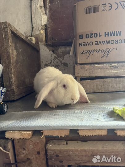Кролик французский баран