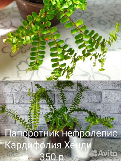 Комнатные растения 2