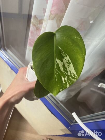 Монстера альба