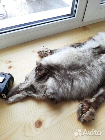 Шкура песца СССР