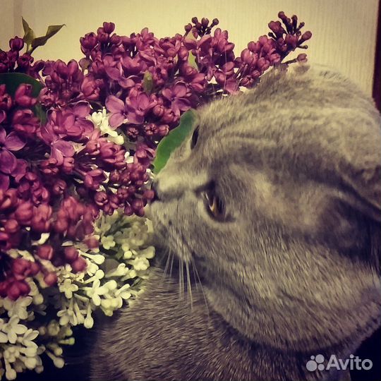 Вязка кошек,услуга от вислоухого кота Шотландца