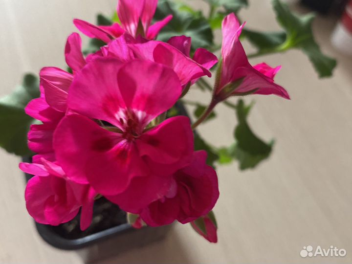 Герань пеларгония