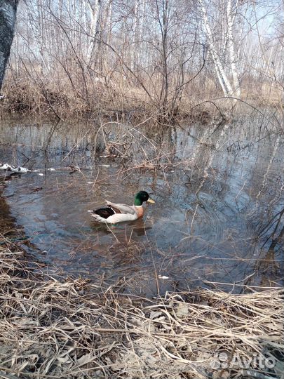 Селезень подсадной утки
