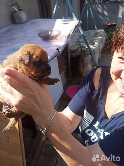 Метис Ягдтерьера и Джекрассел а