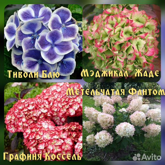 Гортензия Гибискус